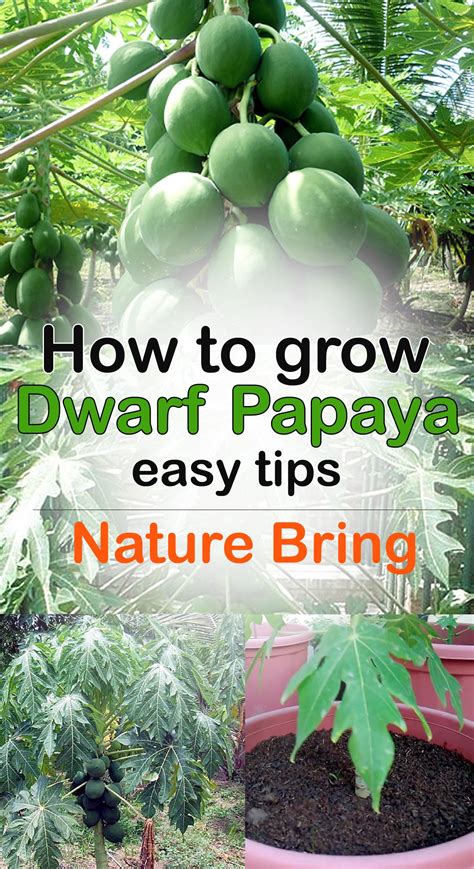 Growing Papaya Tree How To Grow Papaya In A Container Dwarf Papaya