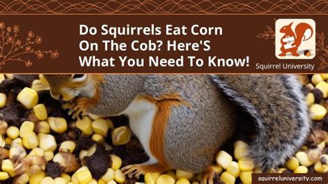 Do Squirrels Eat Corn On The Cob Here S What You Need To Know Squirrel University