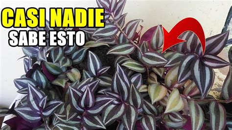 Si No Tienes Esta Planta En Tu Casa Te Arrepentir S Despu S De Saber