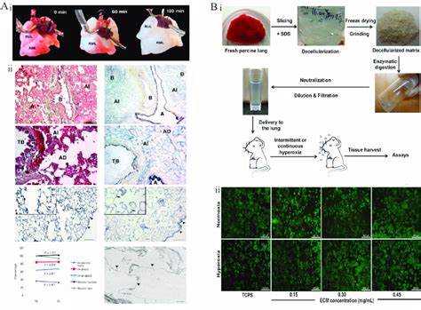 Functional Decellularized Extracellular Matrix In Respiratory Organs