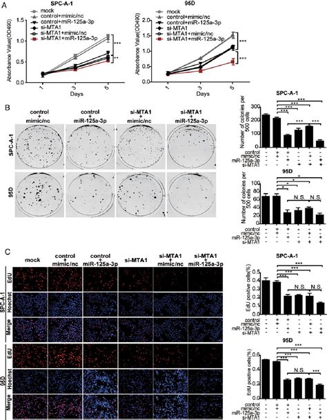 Figure From Mir A P Targets Mta To Suppress Nsclc Cell