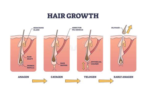 Hair Growth Process Stages with Anatomical Phases Structure Outline ...