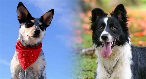 63+ Australian Shepherd Blue Heeler Cross Border Collie - l2sanpiero