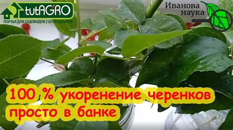 100 % УКОРЕНЕНИЕ ЧЕРЕНКОВ РОЗ ПРЯМО В БАНКЕ. 3 секрета крепких черенков ...