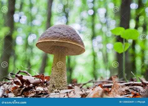 Edible Brown Mushroom Leccinum Scabrum Stock Image Image Of Brown