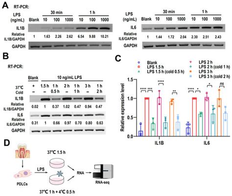 Ijms Free Full Text Cryotherapy Attenuates Inflammation Via The