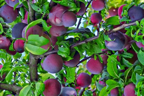 11 Dwarf Fruit Trees You Can Grow In Small Yards