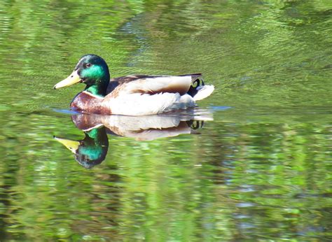 drake floats duck  photo  pixabay