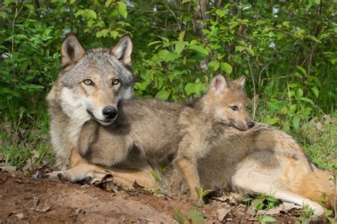 Wild Wolf Pups Born in Colorado For First Time in 80 Years - Wide Open ...