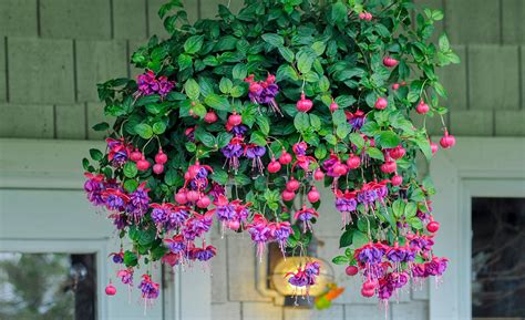 Outdoor Hanging Plants Year Round Sale Prices Pinnaxis