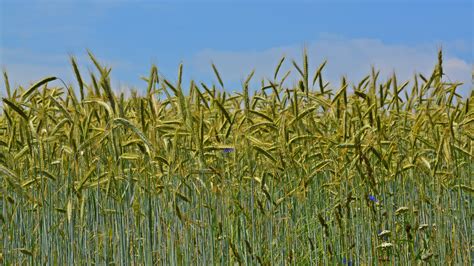 Banco De Imagens Natureza Plantar Cevada Trigo Gr O Pradaria