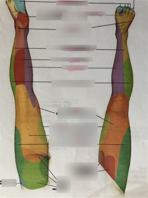 Lower Extremity Cutaneous Distribution Diagram Quizlet