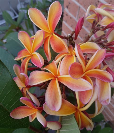 1 X 38cm Fruit Salad Frangipani Cuttings Cutting Thick 2 Tips EBay