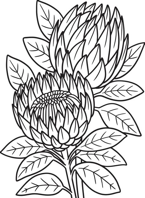 Proteas Flower Coloring Page For Adults 8944278 Vector Art At Vecteezy