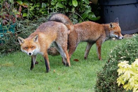 Red Fox Mating And Reproduction Your Questions Answered Floofmania