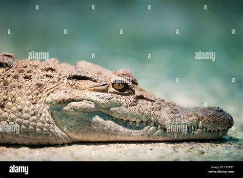 Philippine Crocodile Banque Dimage Et Photos Alamy