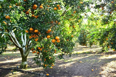 Citrus X Sinensis Sweet Orange — Horticulture Is Awesome