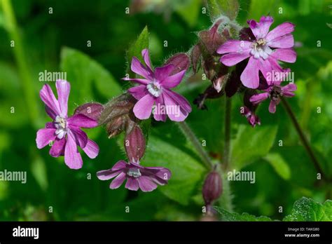 Red Campion Silene Dioica Flowers Stock Photo Alamy