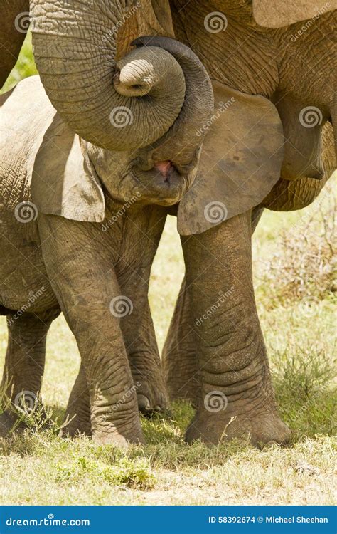 Baby Elephant Affection Stock Photo Image Of National 58392674