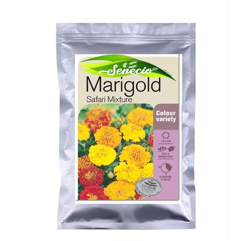 Senecio Marigold Safari Mix Seeds Pack Of 30 Seeds By Galexiar