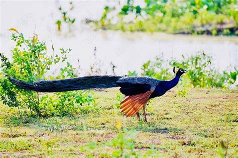 Day Tour Of Sigiriya Dambulla And Jeep Safari From Kandy