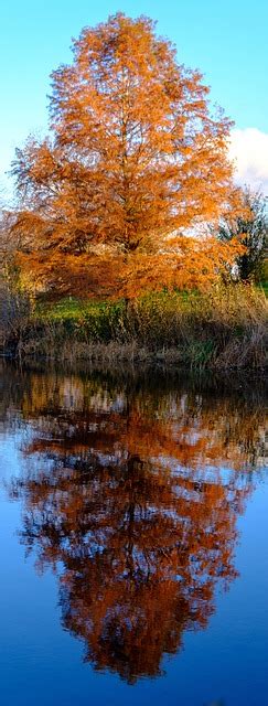 Tree Reflection Fall Free Photo On Pixabay Pixabay