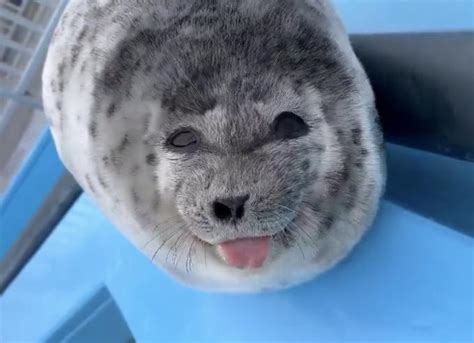 Smiling And Winking Baby Seal Sticking Tongue Out | Silly Baby Seal With Tongue Out | Know Your Meme