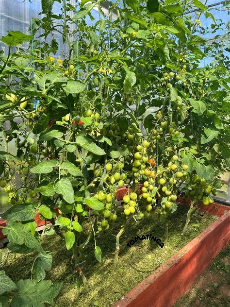 Принц Боргезе (Prince Borghese, Италия) – Tomatinсa.ru