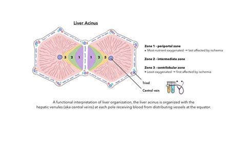 Liver Acinus Medicine Studies Study Schedule Science Notes