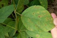 Brown Spot Of Soybean Pests Diseases