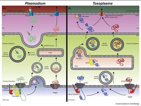 Role Of The Er And Golgi In Protein Export By Apicomplexa Semantic