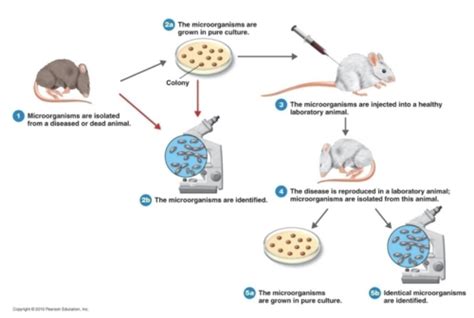 1 Introduction To Microbiology Flashcards Quizlet