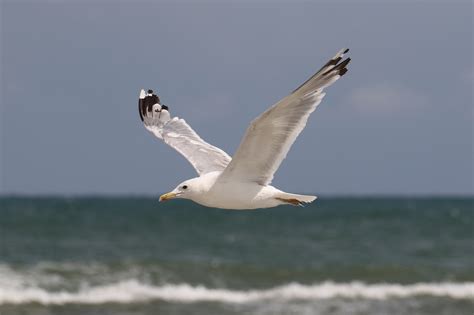 A Caspian Gull photo-fest in Romania - BirdGuides