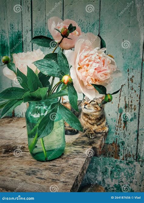 Cat and roses stock photo. Image of green, flower, roses - 264187656