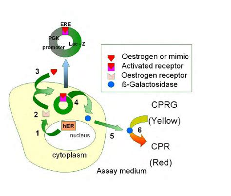 Schematic Of The Oestrogen Inducible Expression System In Yeast