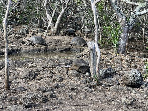 San Cristobal Galapagos Ecuador Galapaguera De Cerro Color Flickr