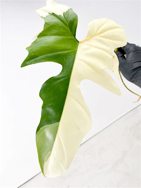 Philodendron Golden Dragon Variegated 1 Leaf Leafy Soulmates