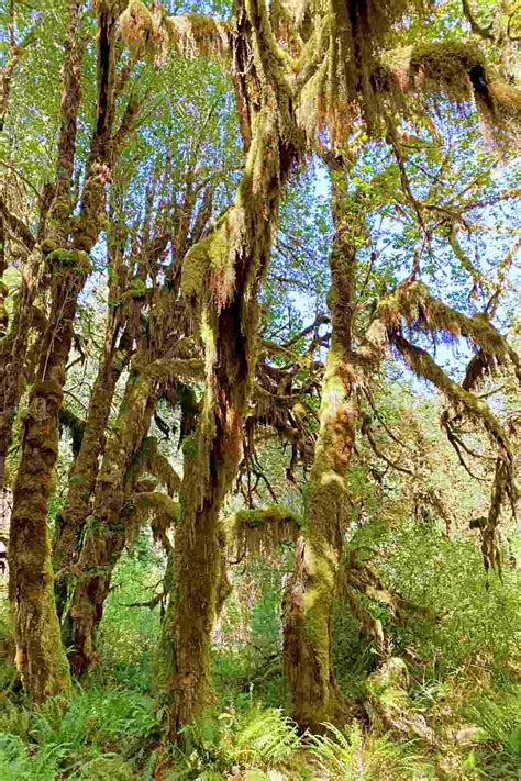 Hoh Rainforest Hall Of Mosses Trail Guide