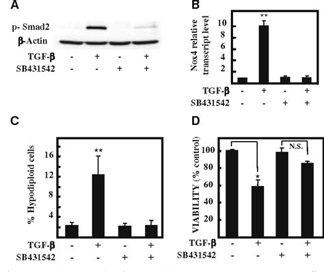 Figure From Upregulation Of The Nadph Oxidase Nox By Tgf Beta In