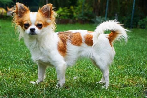 small dog breed stock  royalty  small dog breed images