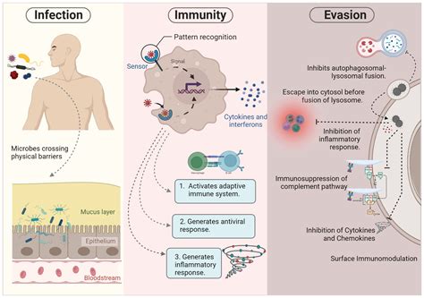 Frontiers Single Cell Genomics Based Insights Into The Impact Of Cell