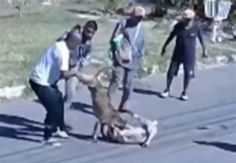 Vídeo pit bull ataca cachorro após escapar de casa no DF Metrópoles