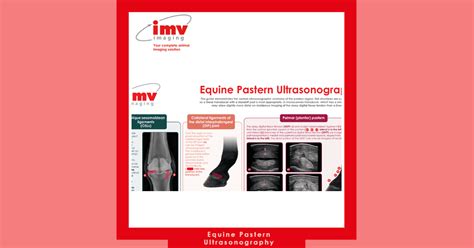 Equine Pastern Ultrasonography Veterinary Ultrasound IMV