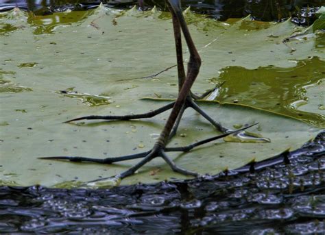 Feet Of A Comb Crested Jacana Cama3470 Flickr