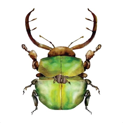 Green Watercolor Beetle Watercolor Vector Illustration Isolted On