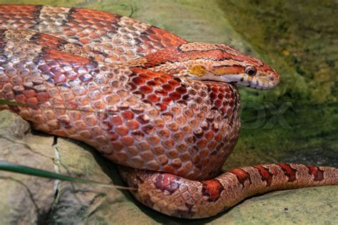 Eastern Corn Snake Pantherophis Guttatus Stock Image Colourbox