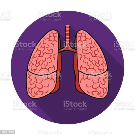 인간의 폐 흰색 배경에 고립 된 평면 스타일에서 아이콘 인간의 장기 재고 벡터 일러스트 레이 션 심볼 건강관리와 의술에 대한