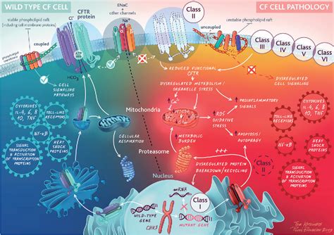 Figure 1 from Overview of CFTR Modulators and Gene Therapy | Semantic Scholar