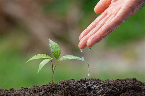 Piantare Alberi Per Un Mondo Pi Pulito Sano E Sostenibile