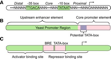 Promoter Structures Of Prokaryotes Eukaryotes And Archaea A